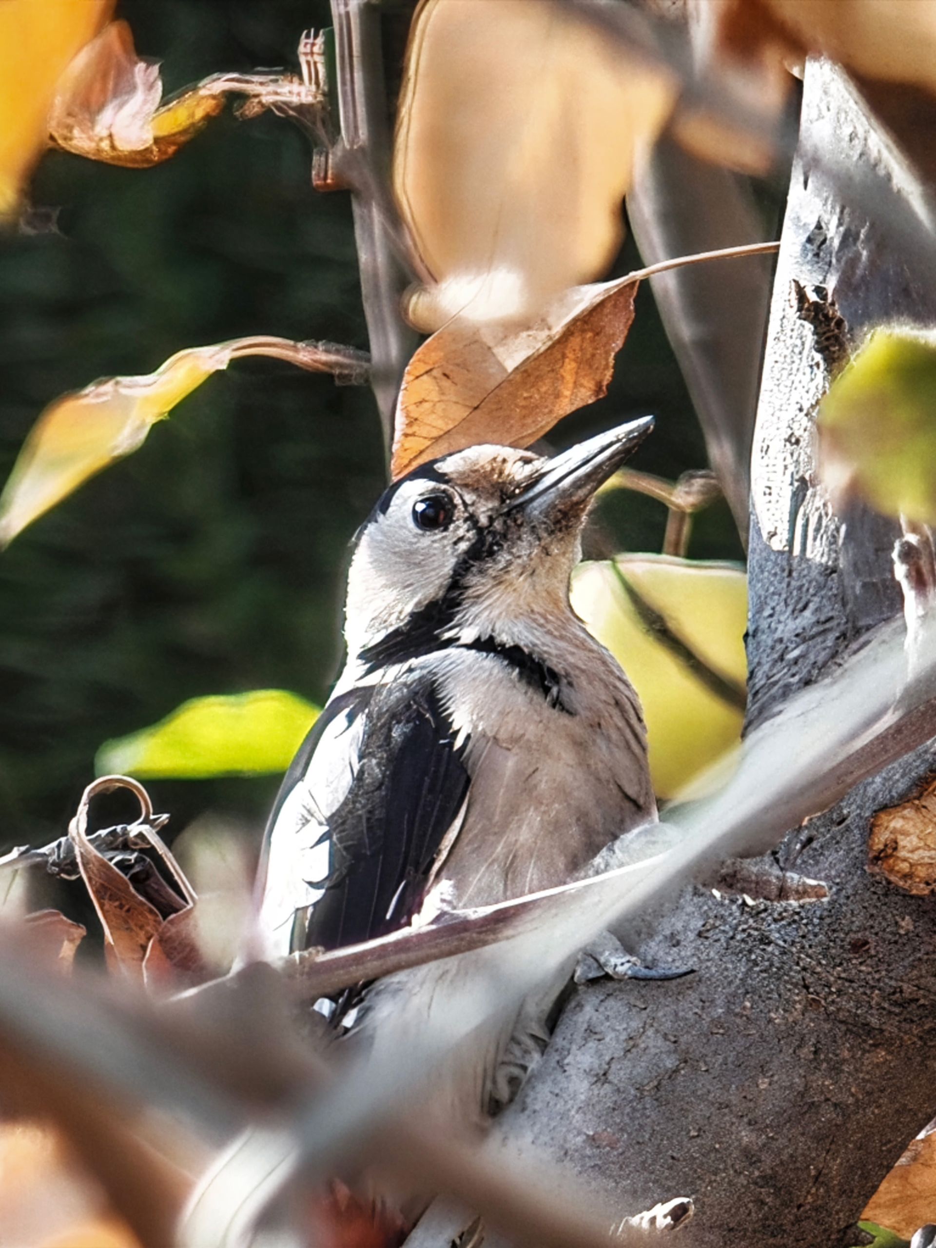 دارکوب روی درخت