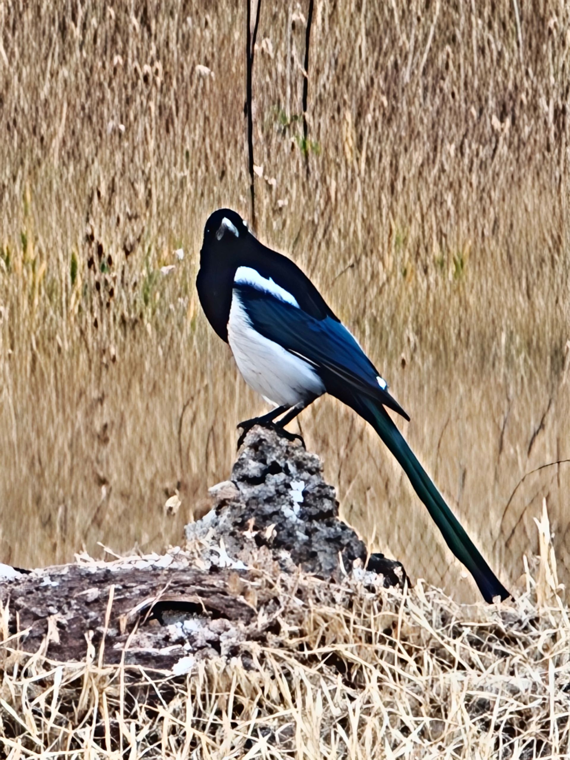 کلاغ روی شاخه