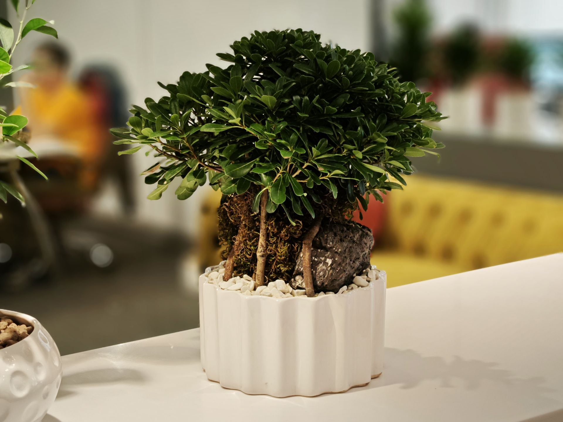 نمونه عکس میکس فولد ۳ شیائومی در روز - عکس اول