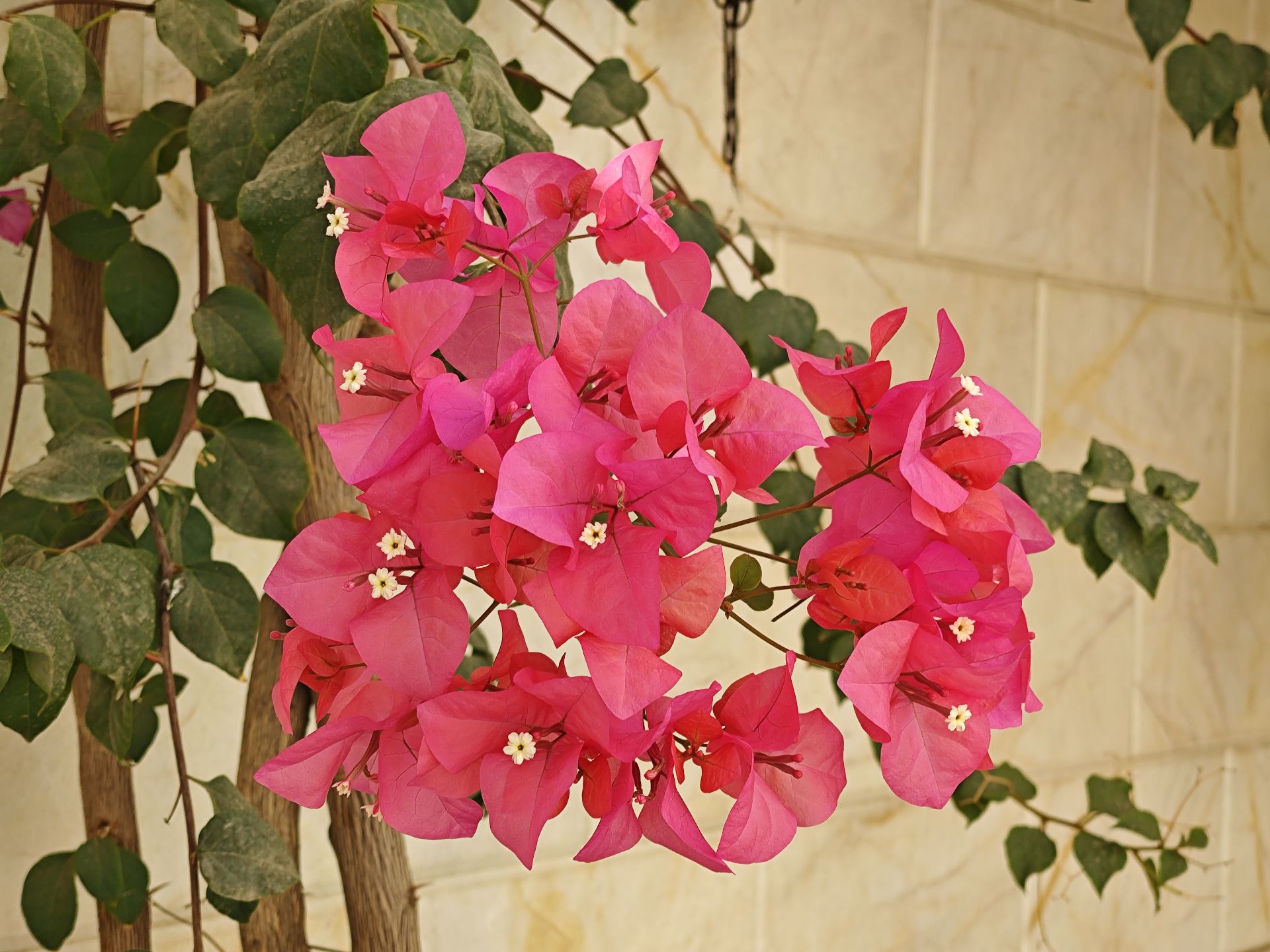 نمونه عکس میکس فولد ۳ شیائومی در روز - عکس هفتم