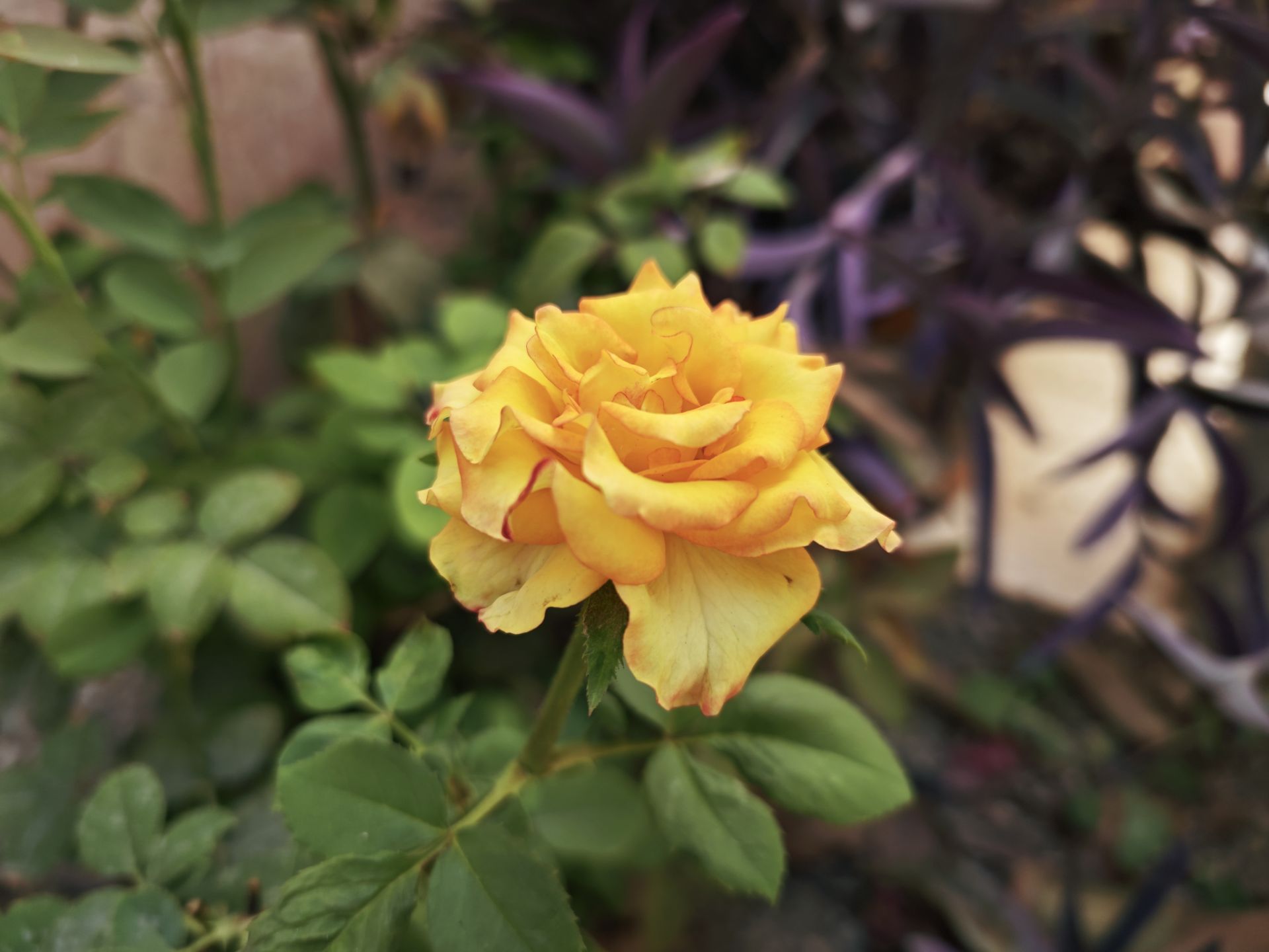 نمونه عکس میکس فولد ۳ شیائومی در روز - عکس هشتم