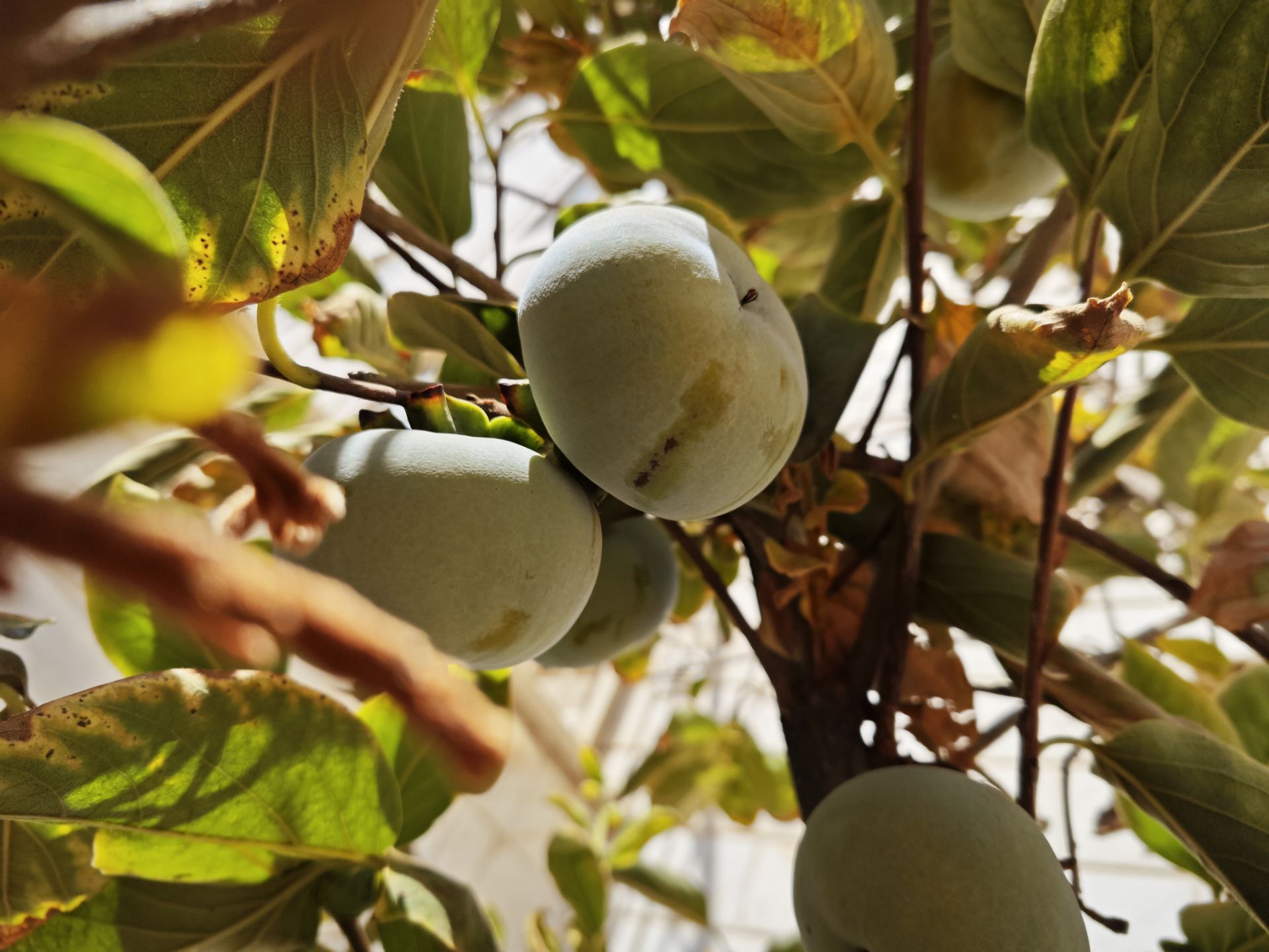 نمونه عکس میکس فولد ۳ شیائومی در روز - عکس دوازدهم