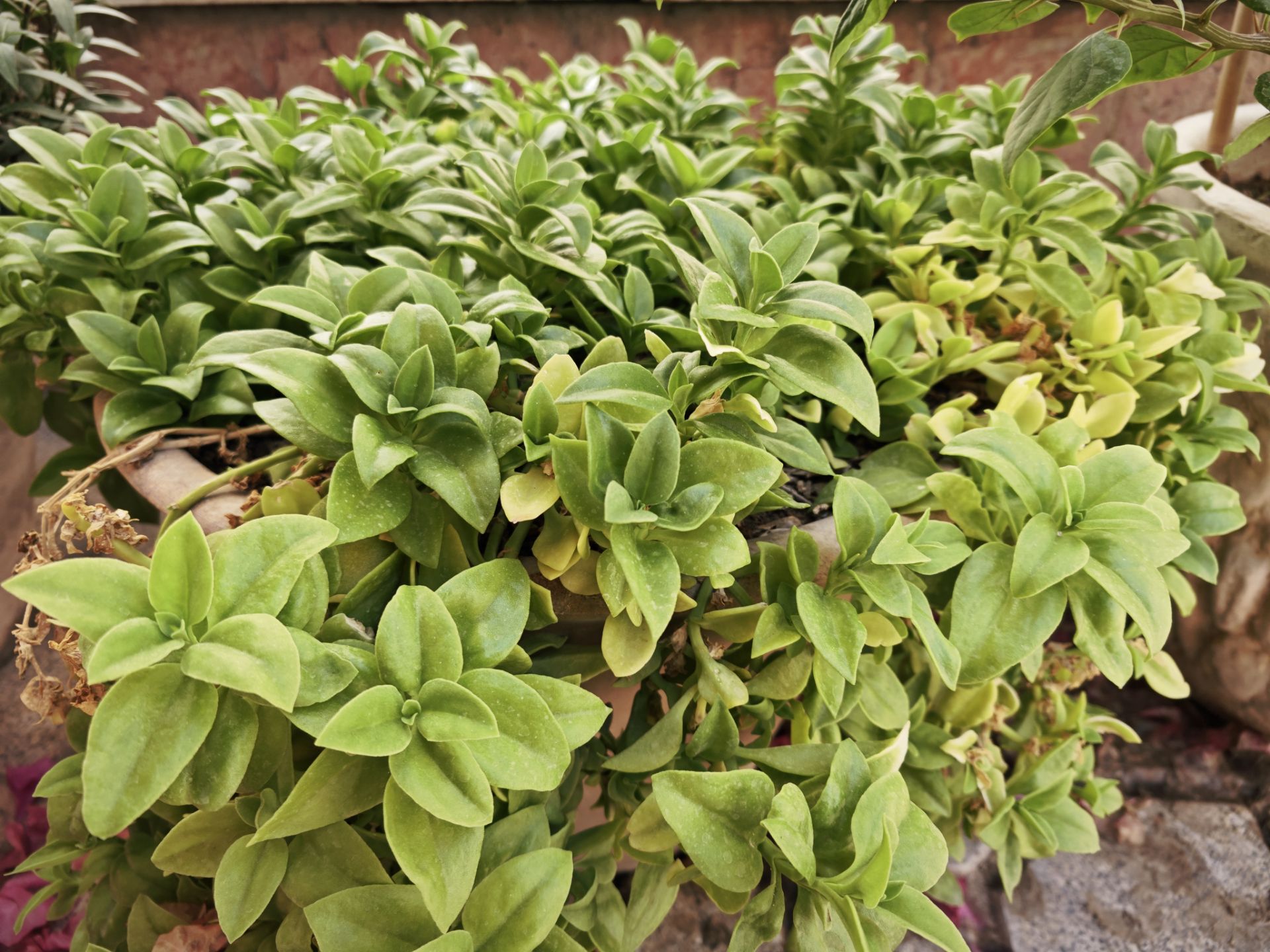 نمونه عکس میکس فولد ۳ شیائومی در روز - عکس سیزدهم