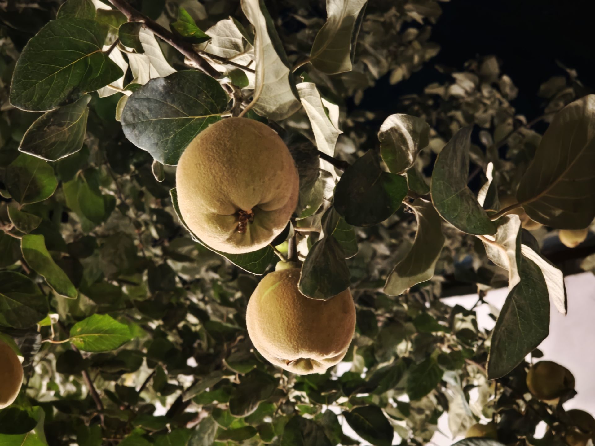 نمونه عکس میکس فولد ۳ شیائومی در نور کم عکس سیزدهم