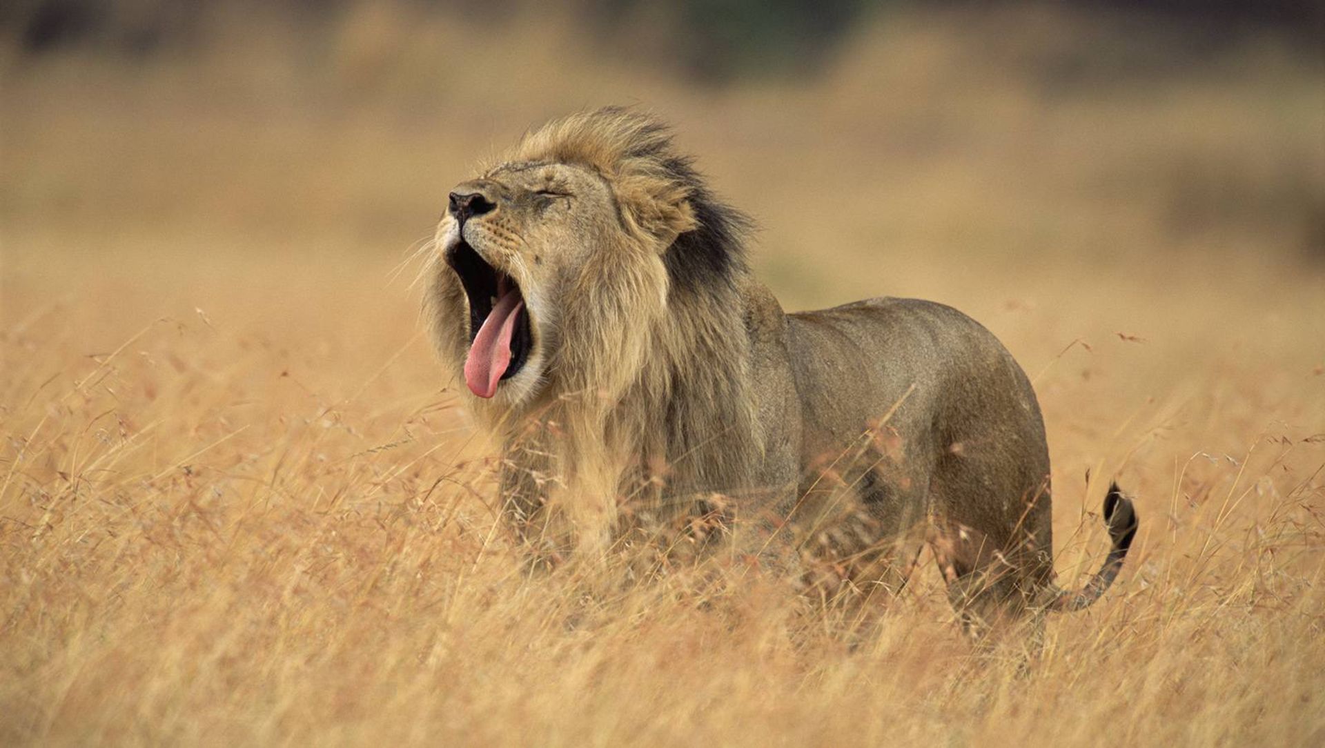 خمیازه کشیدن شیر