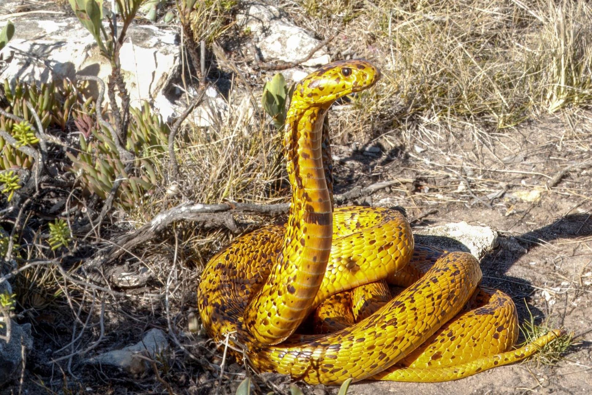 مار کبرای زرد