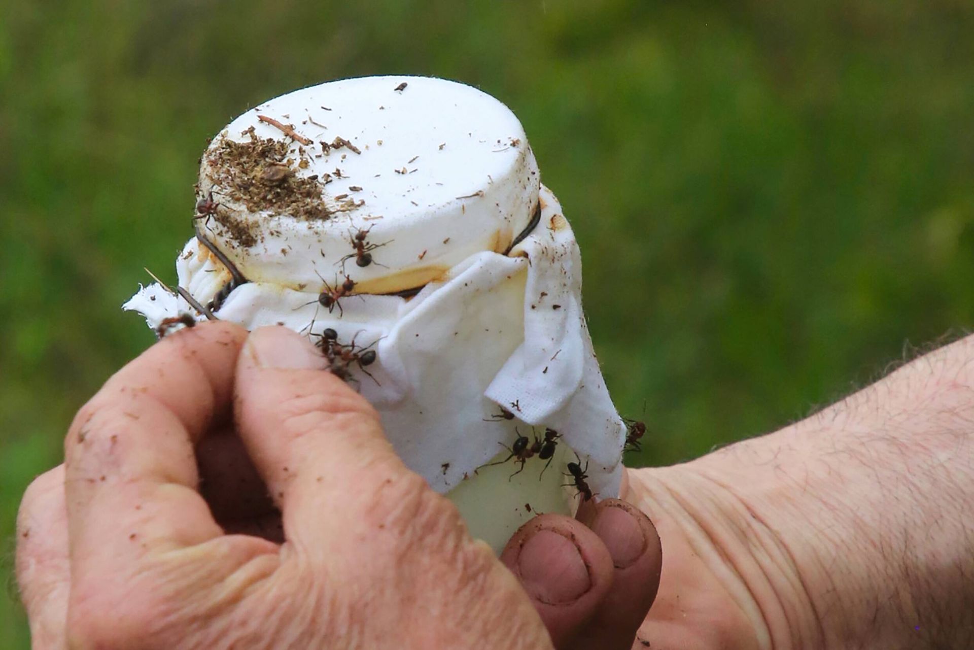 ماست در شیشه