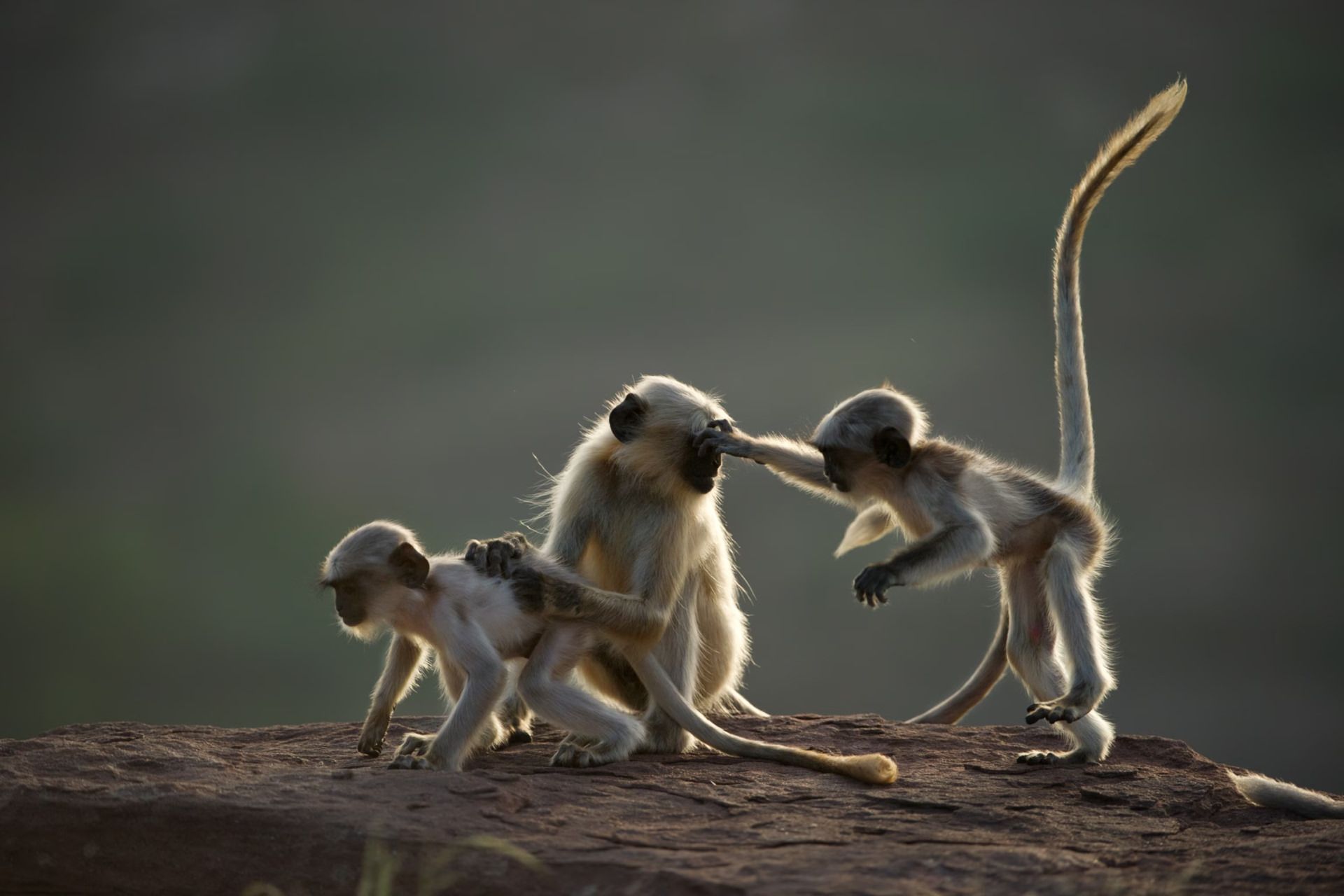 سه میمون دم بلند خاکستری نوجوان نر در حال بازی در هند