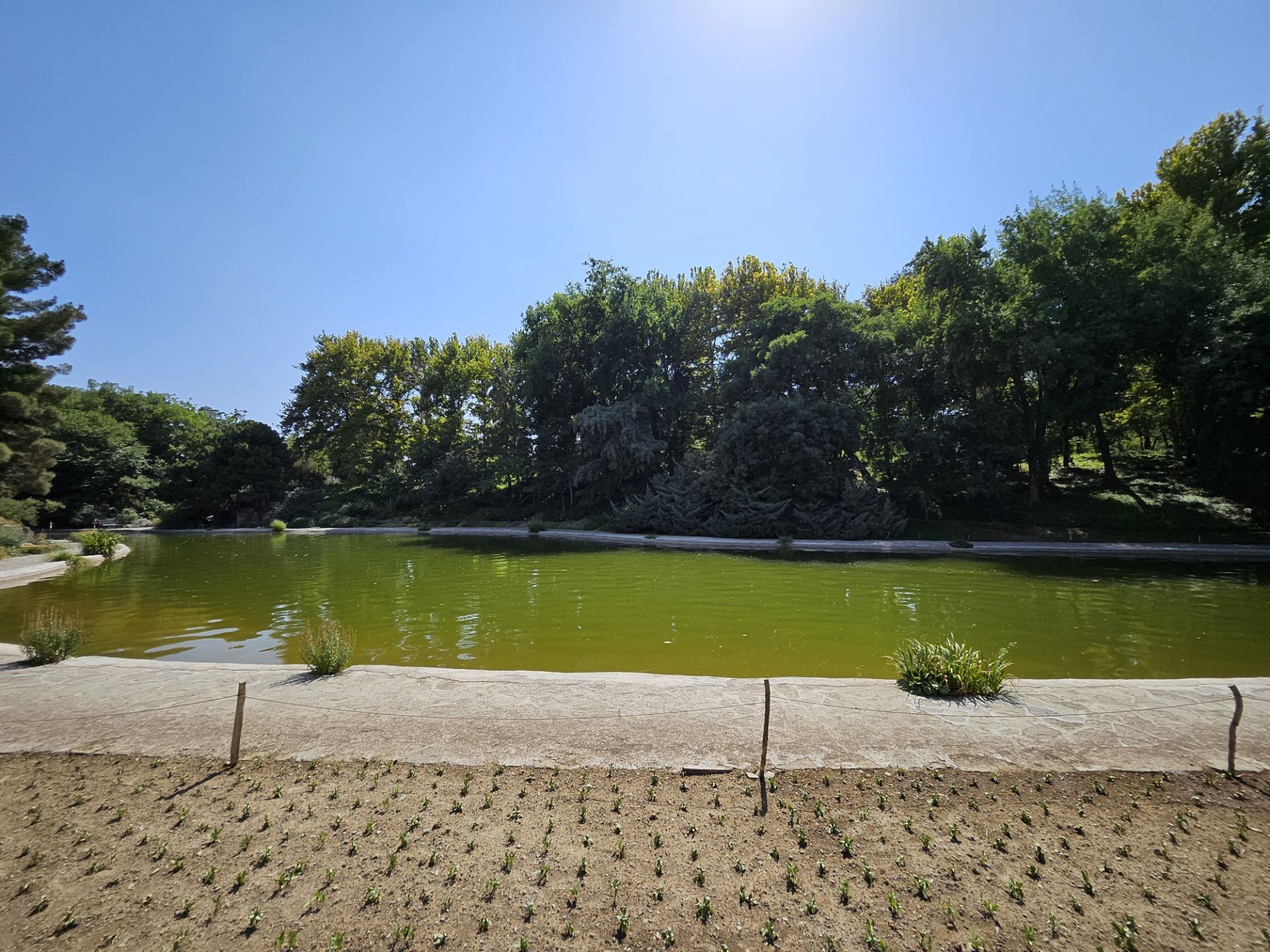 A view of the lake and trees