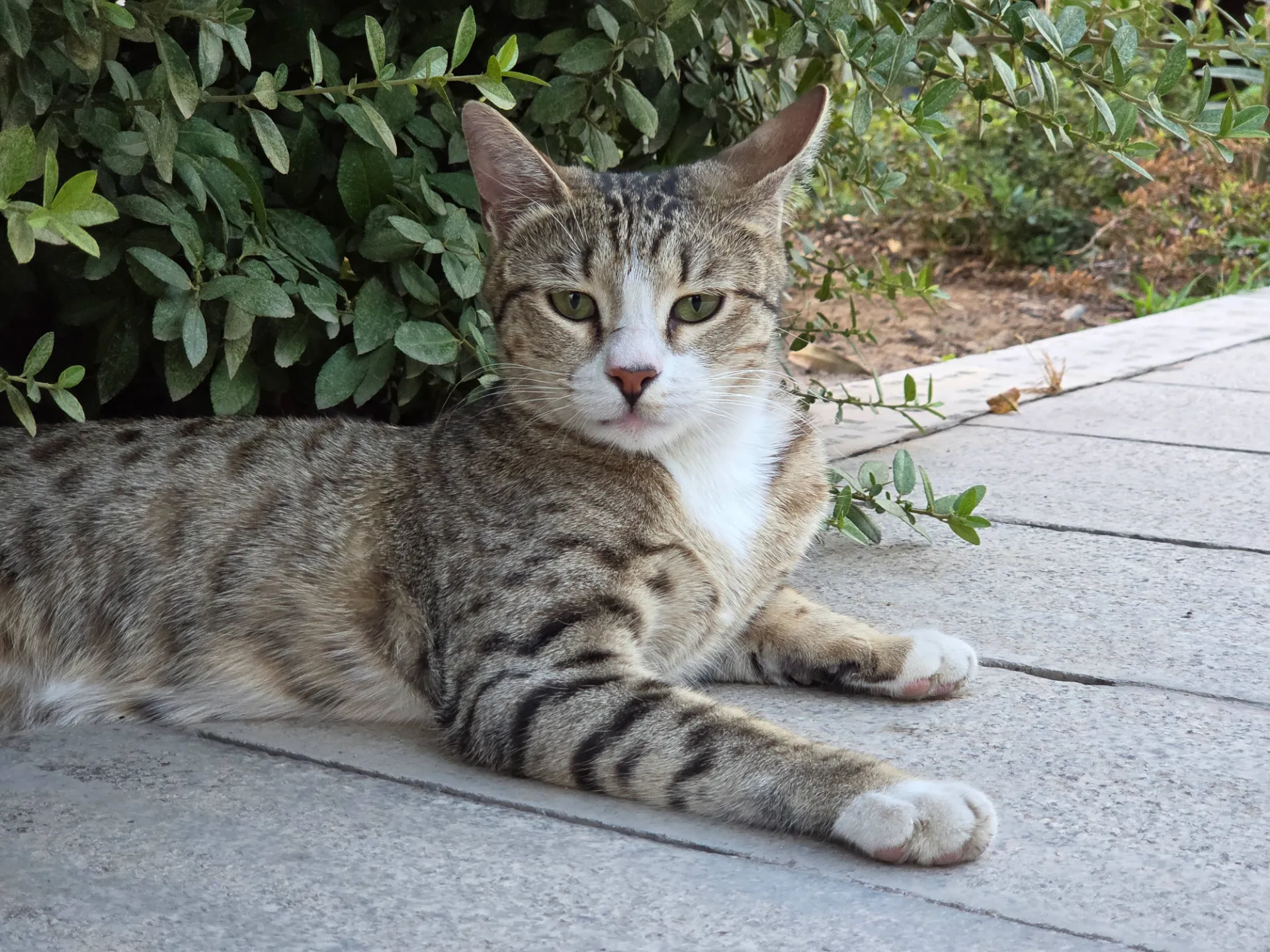 گربه خاکستری متعجب