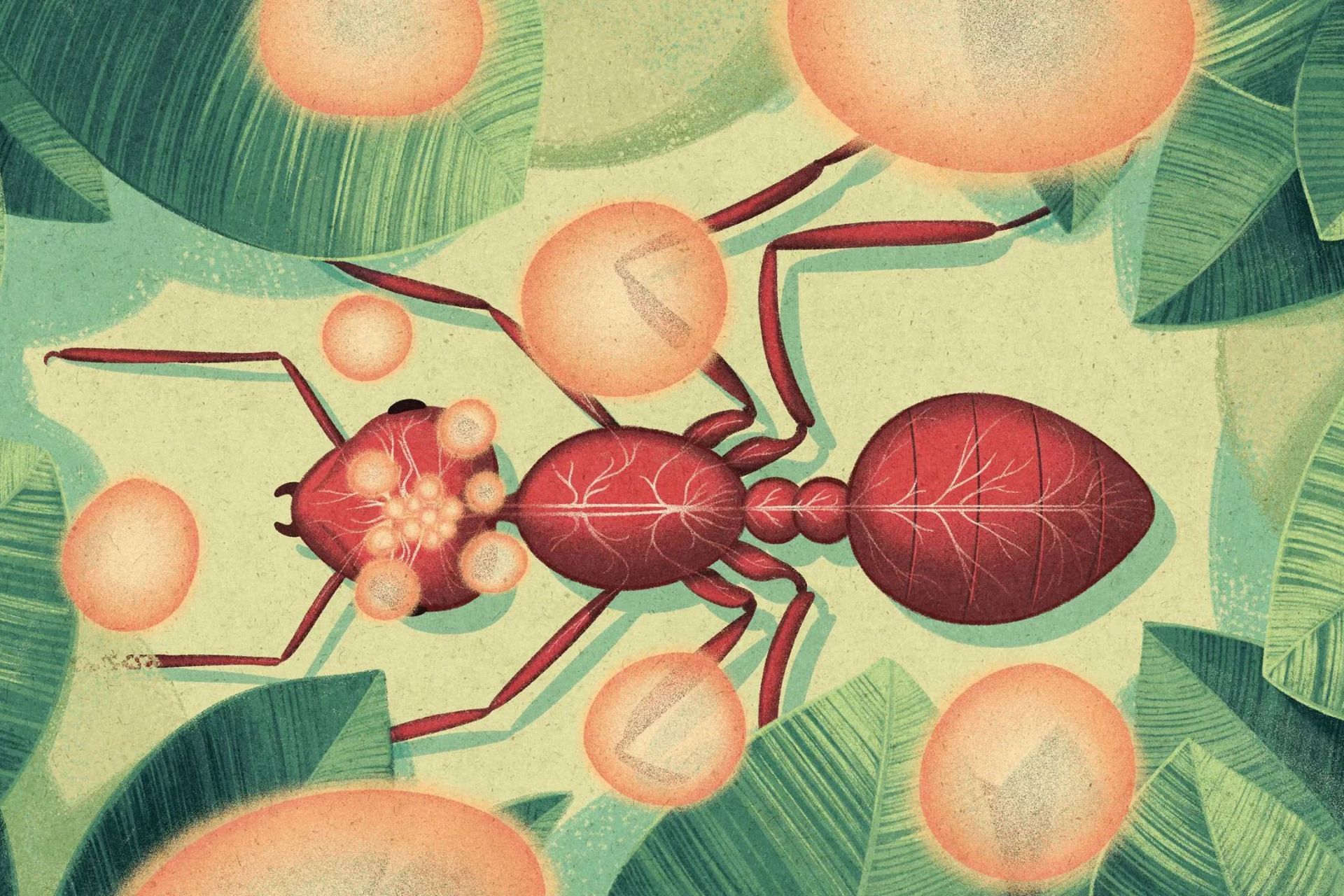 مغز مورچه در تسخیر عامل بیماری‌زای زامبی‌ساز