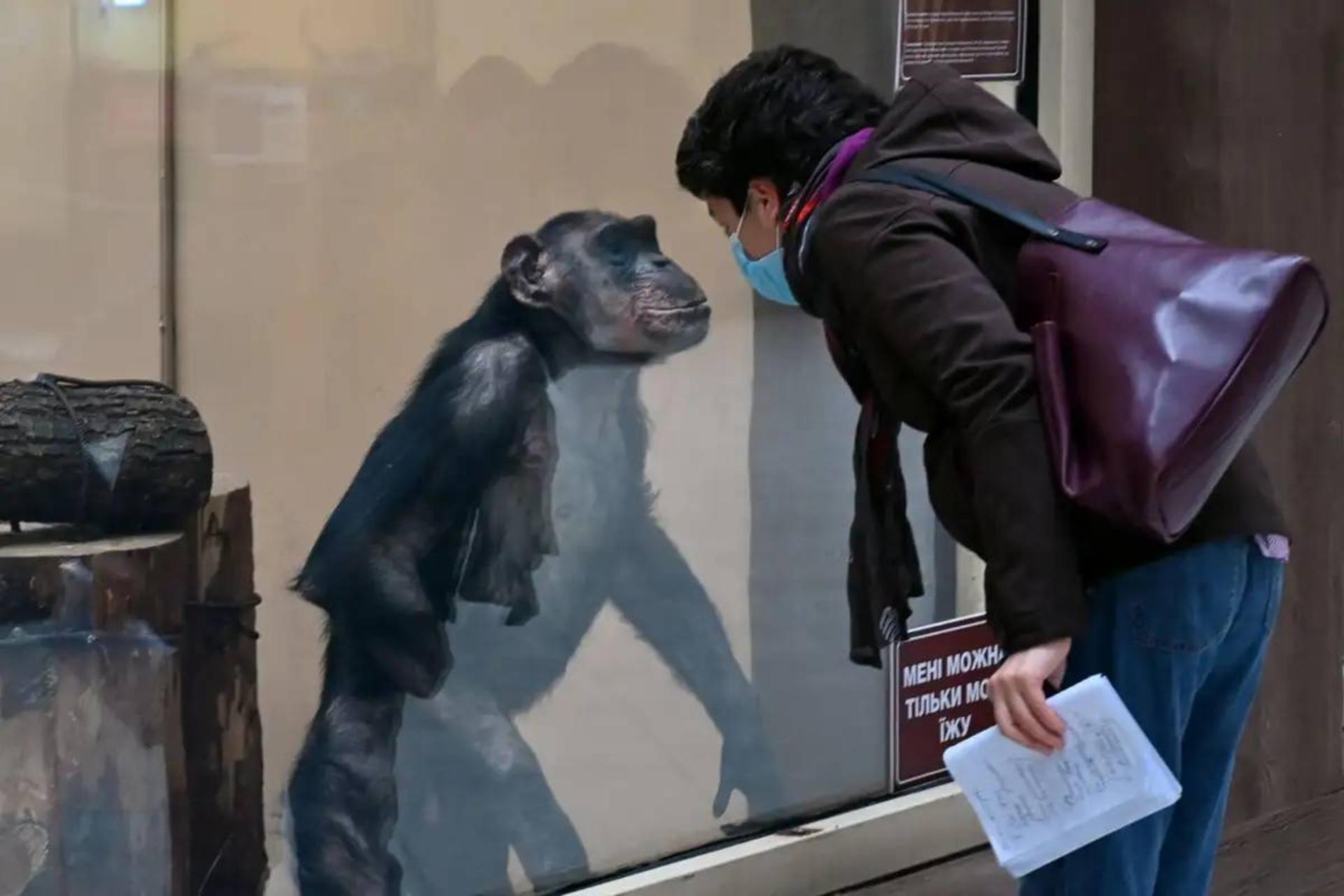 انسان‌ها بیش از آنکه از حیوانات ویروس بگیرند، ناقل ویروس به آن‌ها هستند