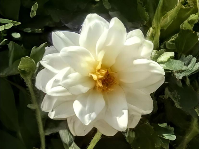 تصویر زوم شده عکس پس از اعمال Zoom Enhance