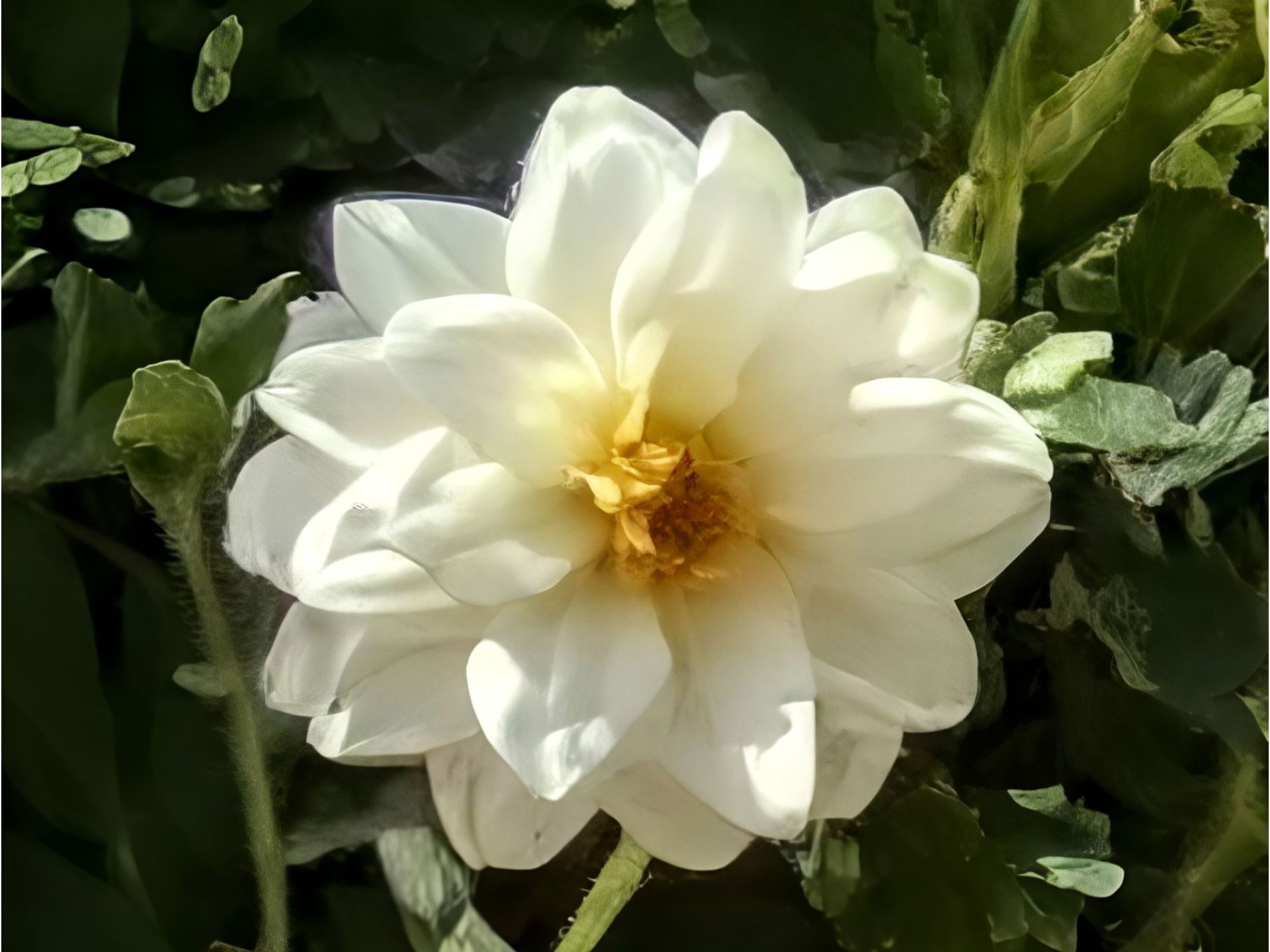 تصویر زوم شده عکس پس از اعمال Zoom Enhance