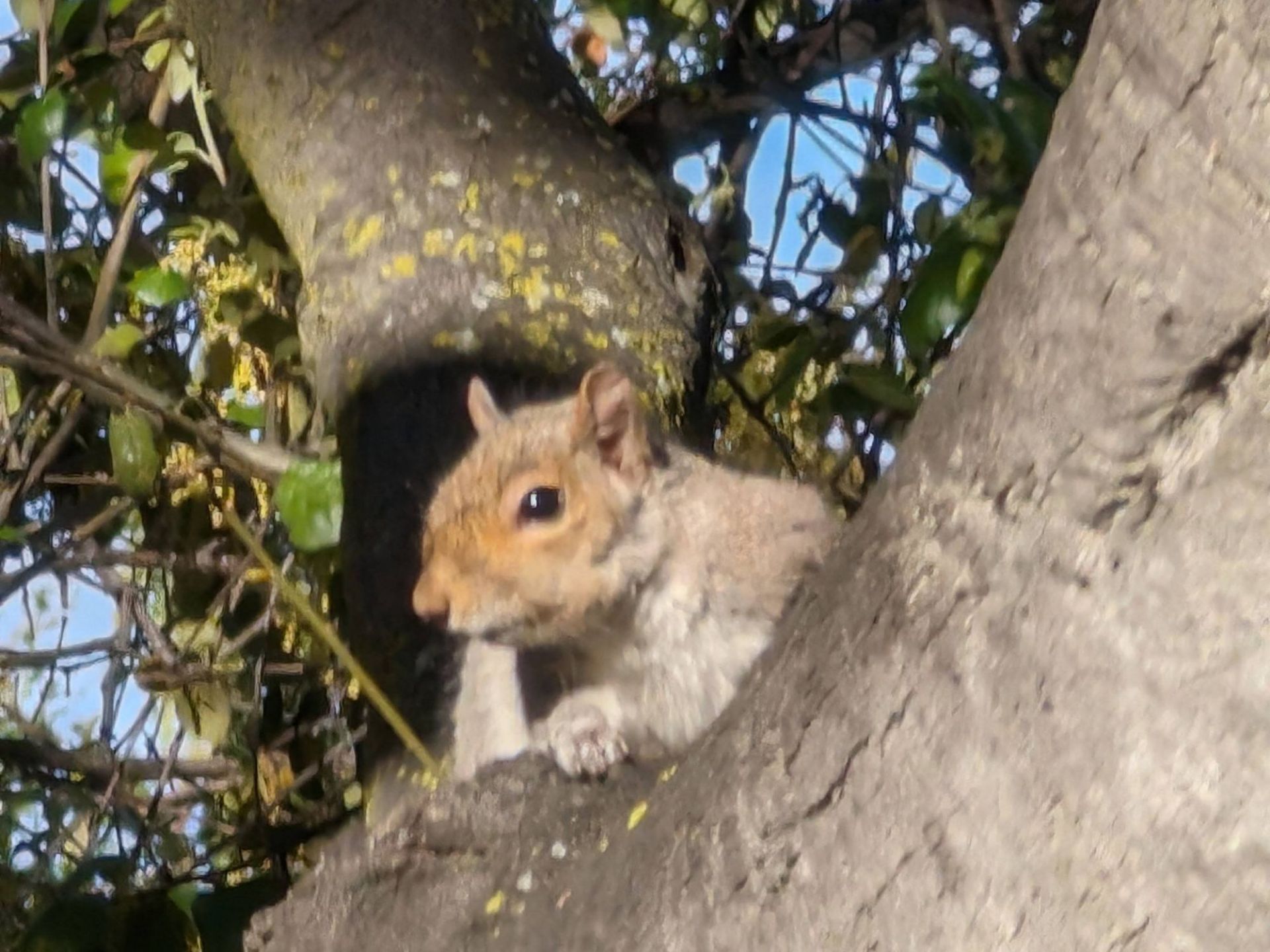 سنجاب روی درخت