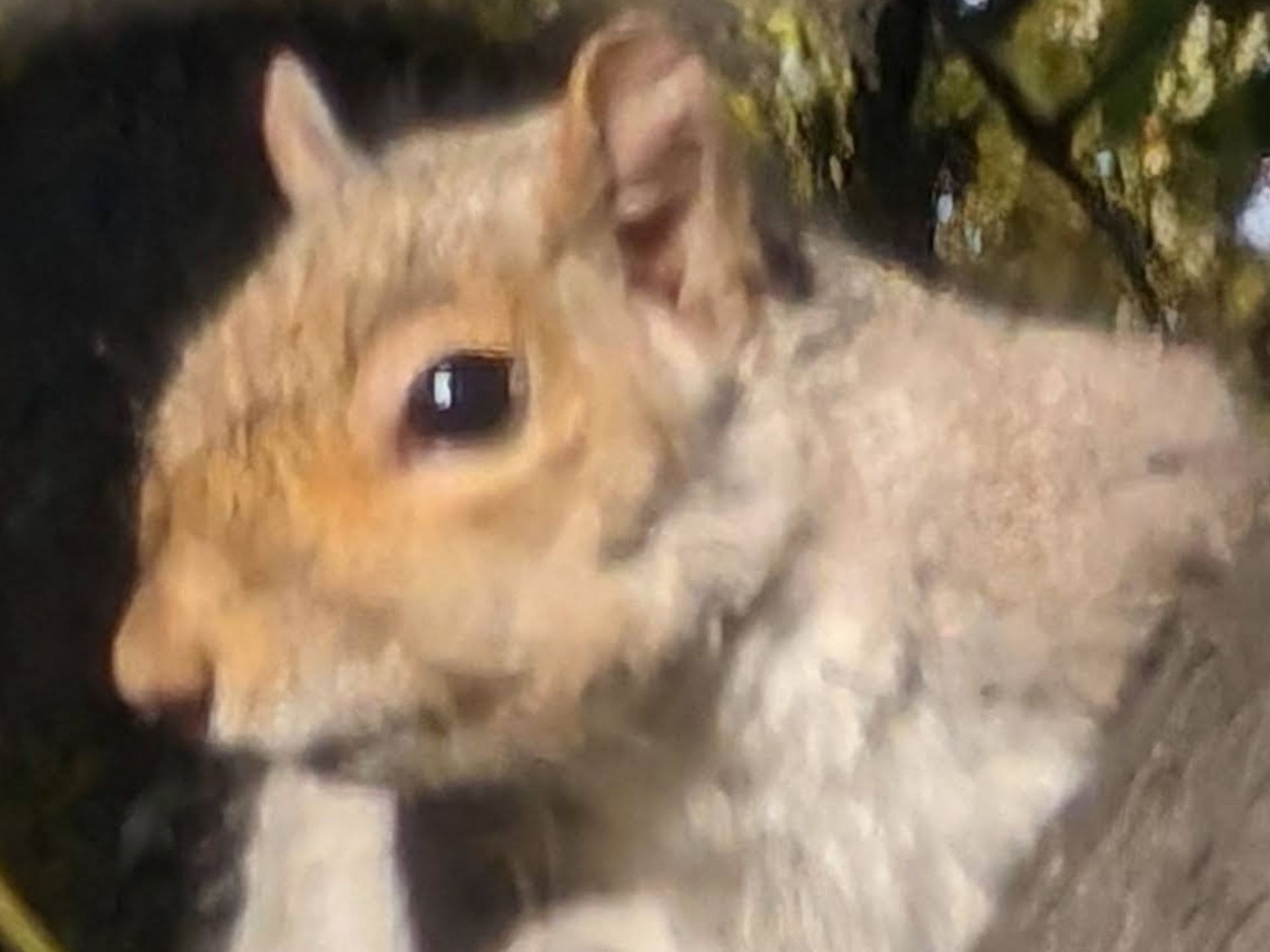 عکس زوم شده سنجاب  روی درخت بدون Zoom enhance