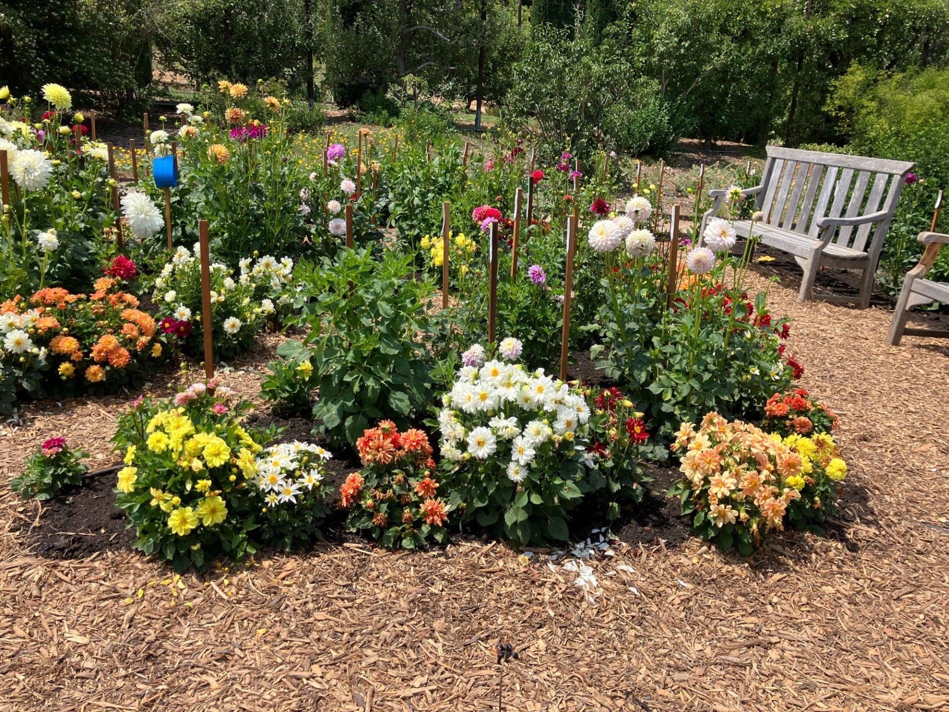 تصویری از عکس گل