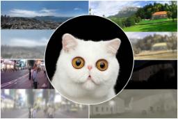 دنیا از دید گربه‌ها؛ تصاویر جالب از مقایسه بینایی انسان با گربه‌‌ها