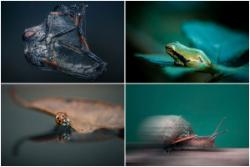 جزئیات ظریف دنیای حشرات در عکاسی ماکرو، خیره‌کننده است