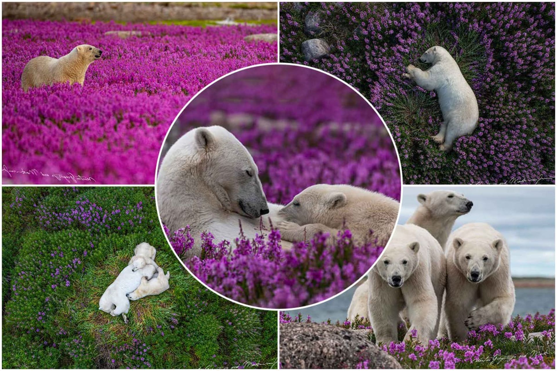 خرس قطبی در مزرعه گل بچه خرس