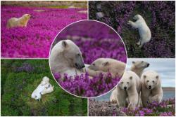 تصاویر تماشایی از زندگی خرس‌های قطبی در دشت اسطوخودوس
